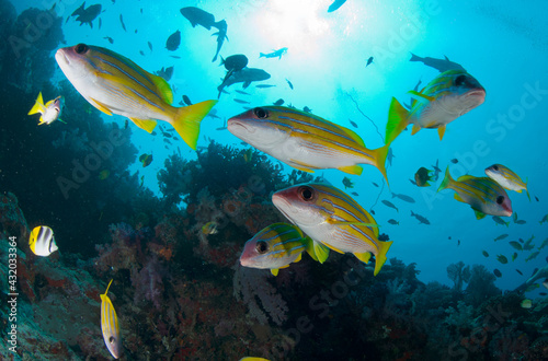Bluelined snapper on the reefs of Fiji. photo
