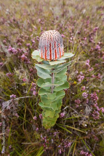 A Scarlet Banksia (Banksia coccinea) flower in Waychinicup National Park in southwest Australia. photo