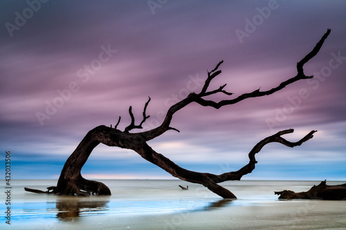 Gnarled driftwood branch greets the dawn at Driftwood Beach, Jekyll Island, Georgia. photo