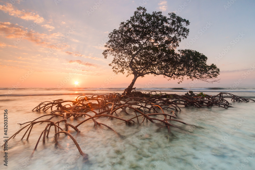 © Tandem Stock - Sunrise and red mangrove in the Pig Keys, Honduras. (not available for puzzle use) © Tandem Stock - Sunrise and red mangrove in the Pig Keys, Honduras. (not available for puzzle use)