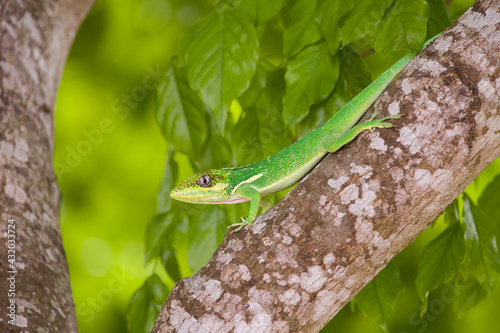 A male Knight Anole (Anolis equestris), an invasive species from Cuba, photographed in southern Florida. photo