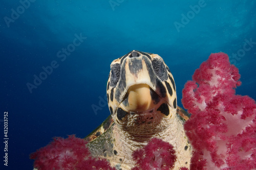 A sea turtle enjoying a soft coral on the Yongala wreck in Australia. photo