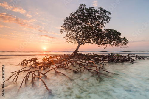 Sunrise and red mangrove in the Pig Keys, Honduras. 
 
 (not available for puzzle use) photo