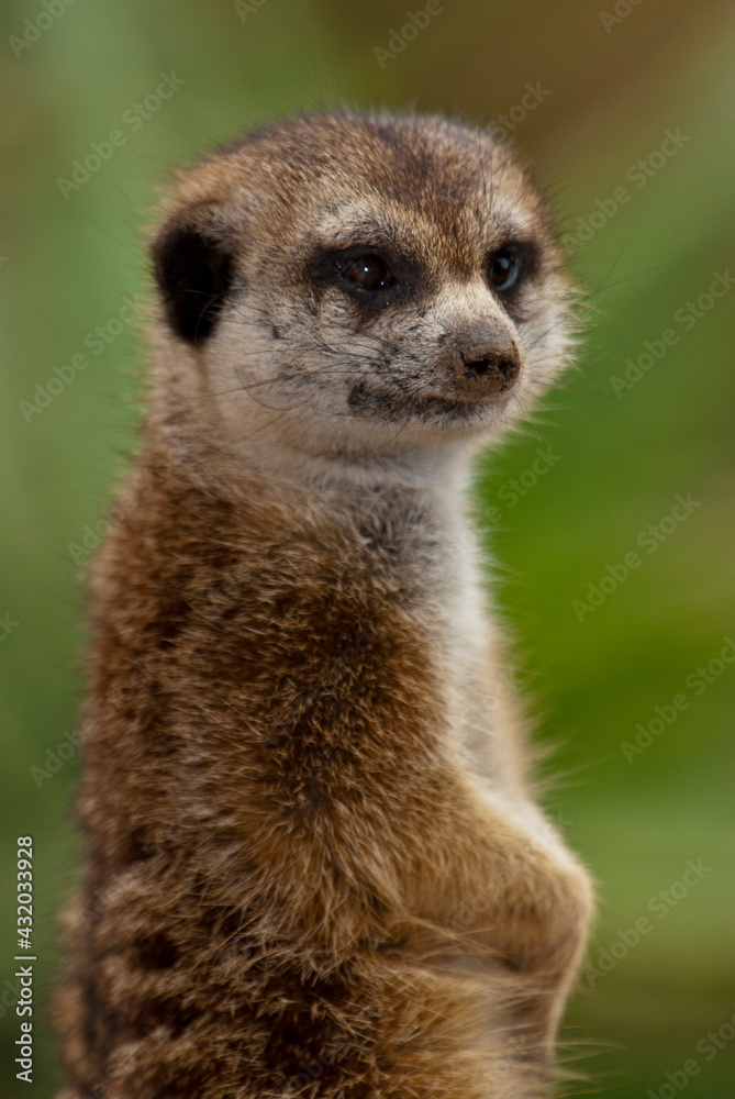 Meerkat, suricata suricatta, at the zoo, California Meerkat, suricata suricatta, at the zoo, California