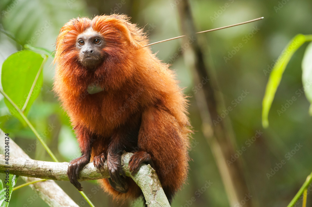 Brazil, Brasil. A wild golden lion tamarin, Leontopithecus rosalia. Porras das Antas Biological Reserve. Brazil, Brasil. A wild golden lion tamarin, Leontopithecus rosalia. Porras das Antas Biological Reserve.