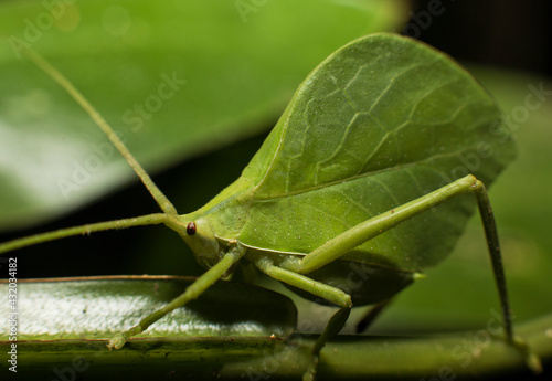 A green grasshopper in Tambopata National Reserve, Peru. photo