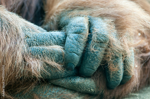 Orangutan, Pongo pygmaeus, holding its hands together at the zoo, CA. photo