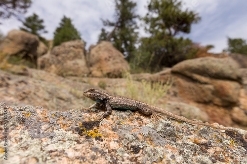 A male Plateau Fence Lizard (Sceloporus tristichus) at Rocky Mountain National Park in Colorado. photo