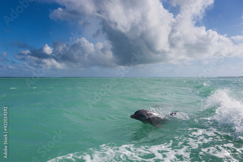 A bottlenose dolphin rides the wake of a boat in Florida Bay within Everglades National Park, Florida. photo