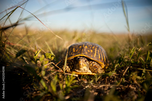 With just a little looking, visitors can find box turtles meandering along the trails of Tallgrass Prairie National Preserve in Kansas. photo