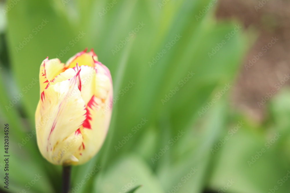 Spring beautiful flowers tulips close-up. Spring beautiful flowers tulips close-up.