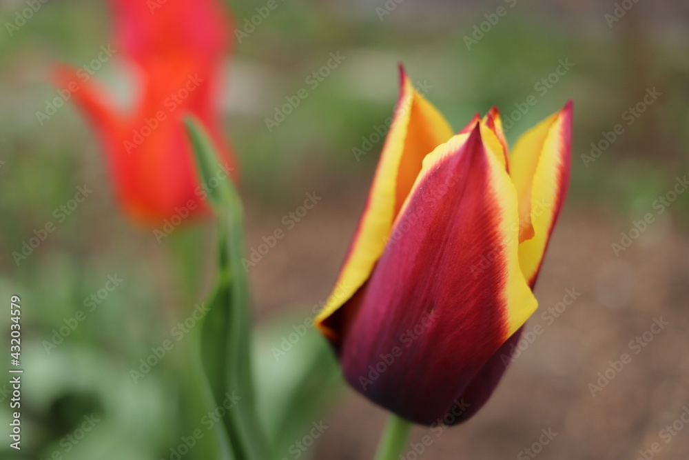 Spring beautiful flowers tulips close-up. Spring beautiful flowers tulips close-up.