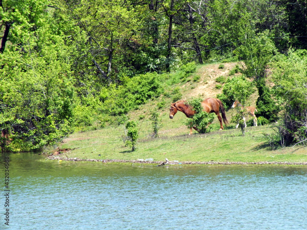 Fototapeta premium Relaxing scenery with horses in Domlyan dam