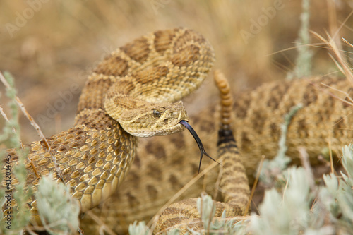 A prairie rattlesnake (crotalus viridis) is coiled and ready to strike in self-defense. photo