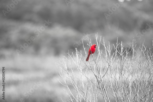 Paynes Prairie State Preserve, FL: A cardinal sits on a branch along the LaChua trail photo