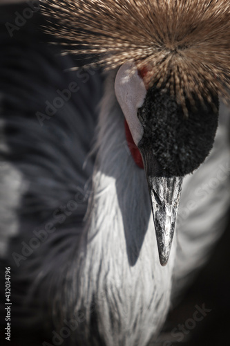 An east African Crane poses for a portrait at the Denver Zoo. photo