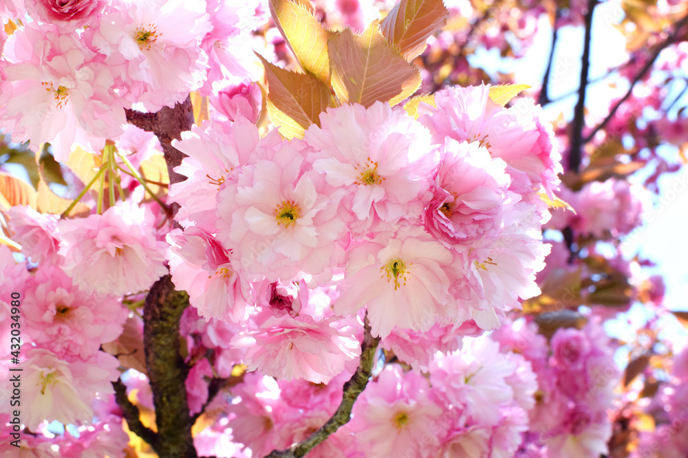 Spring blooming sakura tree with beautiful pink flowers. Japanese cherry "Kanzan", Prunus serrulata Kanzan - obrazy, fototapety, plakaty 