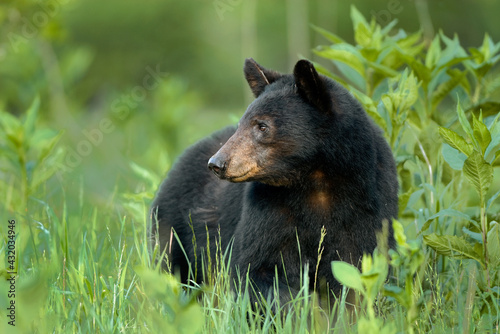 An adult black bear in the Cades Cove section of the Great Smoky Mountains National Park.