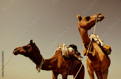 Two camels used for carrying tourists into the desert in Rajasthan, India. photo