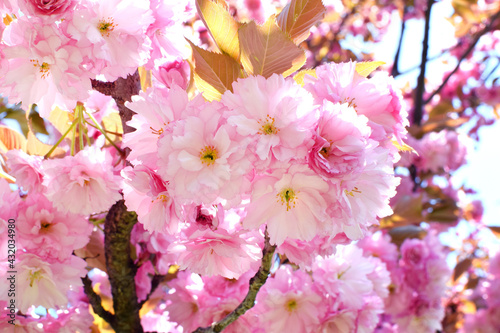 Spring blooming sakura tree with beautiful pink flowers. Japanese cherry  Kanzan   Prunus serrulata Kanzan