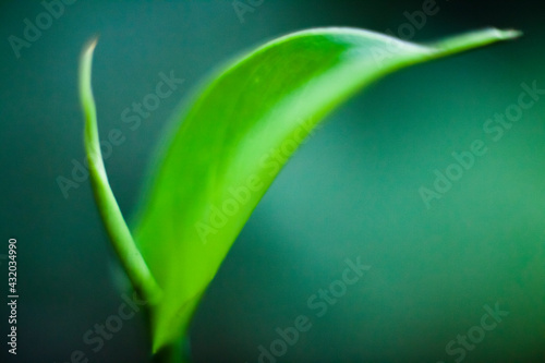 A green leaf shines close captured with a macro lens.