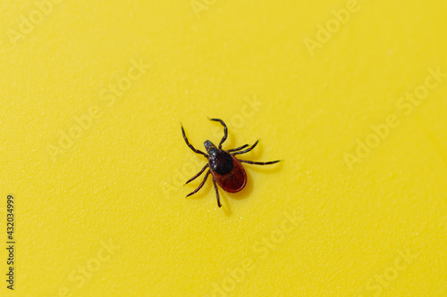 A tick crawls on a yellow table photo