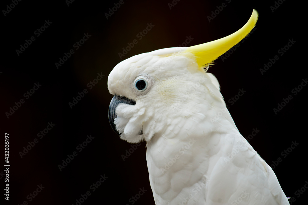 A white cockatoo at the zoo, California