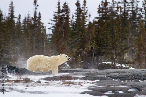 A polar bear navigates a maze of rocks and boulders in Churchill, Manitoba, Canada. photo