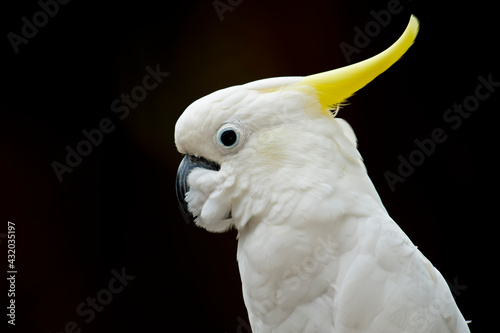 A white cockatoo at the zoo, California photo