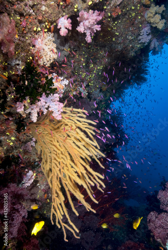 Fiji reef scene with yellow soft corals, and schools of anthias. photo