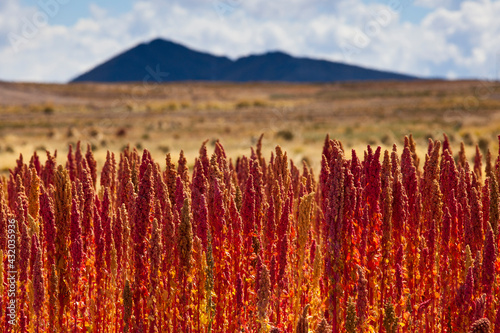 Red Quinoa is ripe and ready to harvest on Bolivia's high-altitude Altiplano region next to the Andes mountains. photo