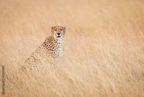 A cheetah's intense stare is captured in the Masai Mara, Kenya.