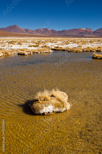 The Salar de Chalviri has wet and dry areas where clump grasses grow in Andean Puna regions in the Sud Lipez region of Potosi in southwestern Bolivia. photo