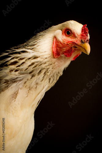 Portrait of a three-year-old Brahma hen on a black background. photo