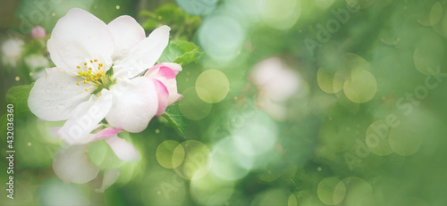 Spring Flower White and Pink Apple Blossom Bloom Close Up Green Bokeh Lights Backgroxund Texture Wallpaper  Horizontal  Copy Space