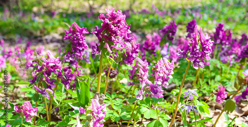 Flowers of purple and pink color in the forest among the greenery and grass. Natural landscape. banner.
