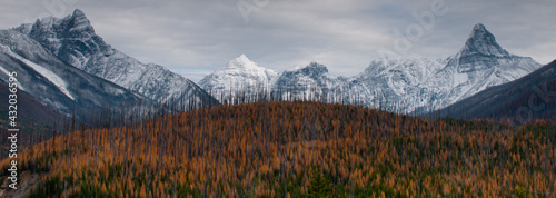 Golden larch below peaks in Glacier-Waterton International Peace Park, Lewis Range, Montana photo