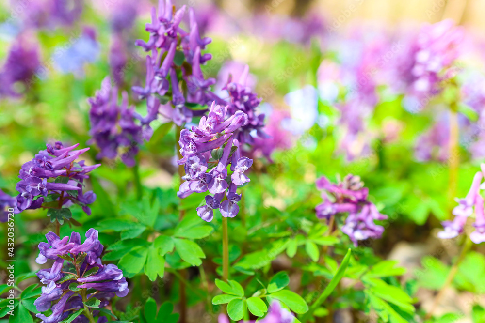 Purple flowers on an open natural area close-up. Forest plants in the summer season. Purple flowers on an open natural area close-up. Forest plants in the summer season.
