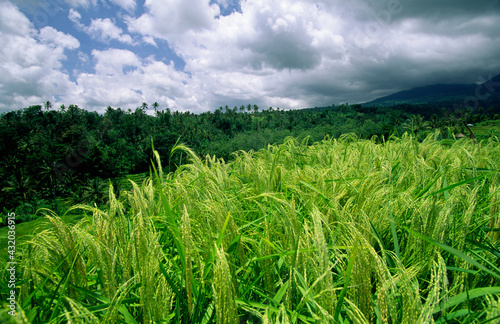 Rice paddies on the slopes of Mount Batur, Bali photo