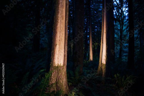 Western redcedar (Thuja plicata) stripped of their bark in the Bacon Creek drainage, Mount Baker-Snoqualmie National Forest, Washington. photo