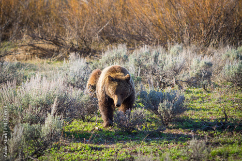 Grizzly and Cub. A mother grizzly bear guides one of her cubs to food in Grand Teton National Park, WY. photo