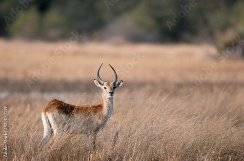 Red lechwe on the plains of Botswana. photo