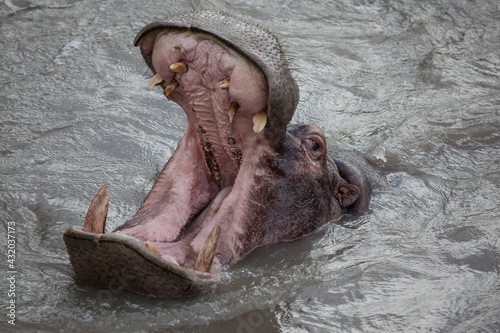 An irate hippo shows how menacing he can be by grunting and opening his huge jaws. Taken in the Katavi National Park in Southern Tanzania.