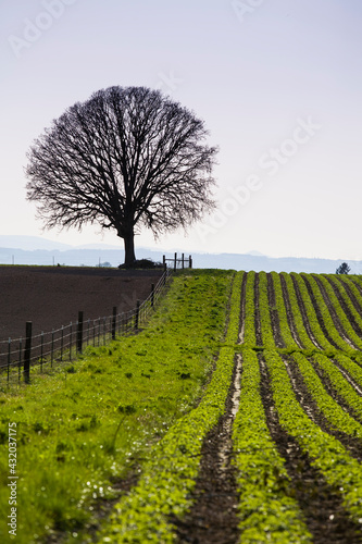 A view of a farmers field, one plowed and another producing vegetables, sit side-by-side, south of Portland, Oregon in the early spring.