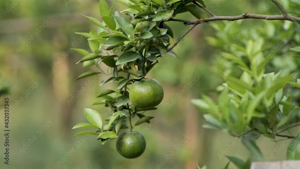 A beautiful orange garden Fruits are rich in vitamins. A beautiful orange garden Fruits are rich in vitamins.