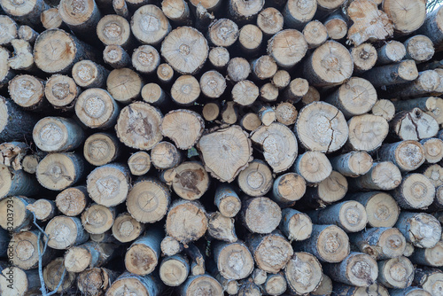 Stacked rows of sawn trees.