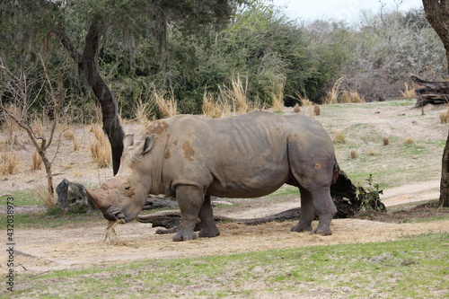 big rhino