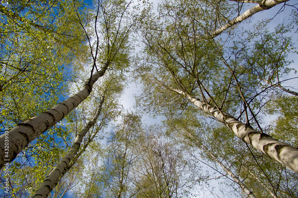 Fototapeta premium trees in the forest