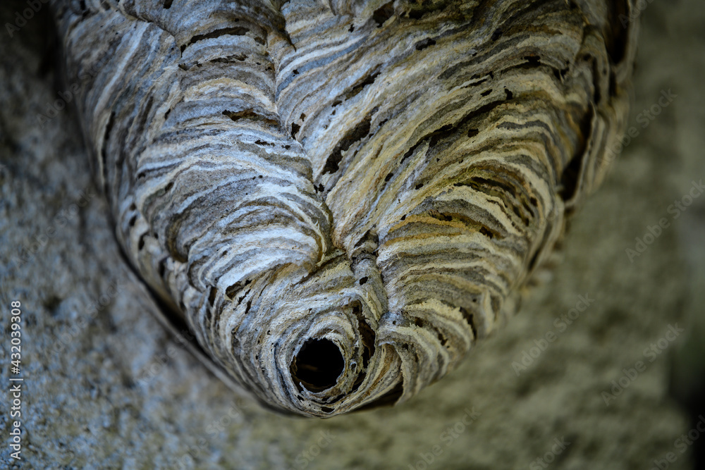 Wasp nest with an entrance by the wall.