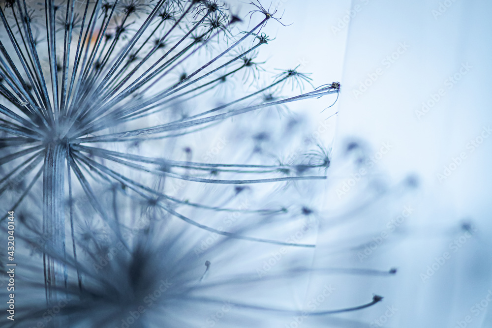 Naklejka premium hogweed umbrella